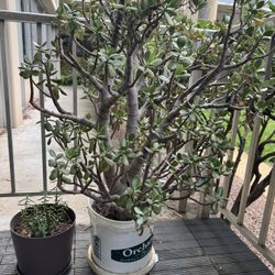 Free Big Jade Plants In Pot