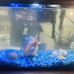 10 Gallon Fish Aquarium Set Up With Filters, Heater To Control Temperature, Basic Decor .