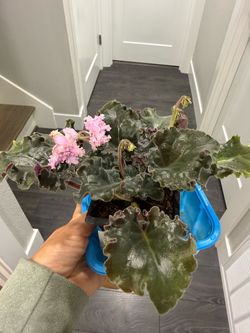 Curley pink unique African violet plant in pot