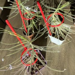 Rainbow Plant (Byblis)