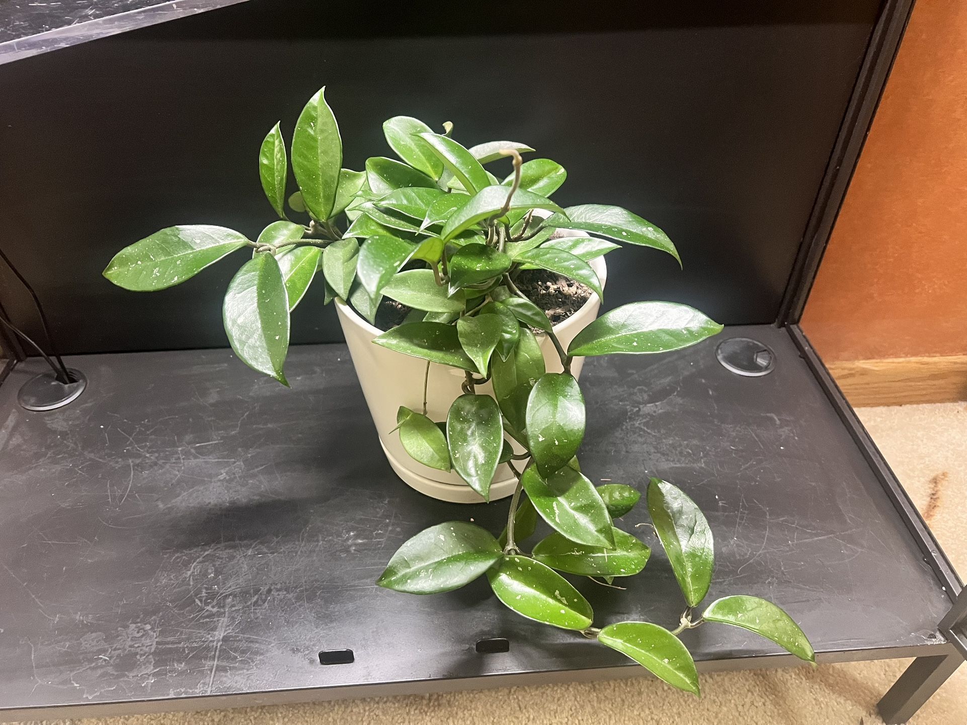 Plant - Hoya Carnosa