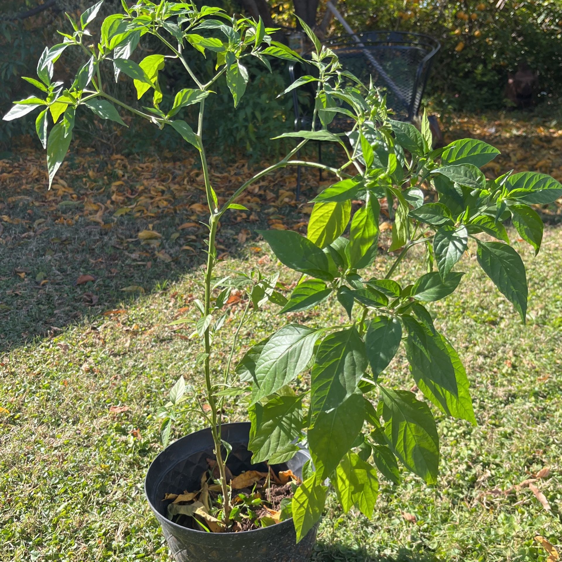 Chiltepin Plants 🌱 (sizes vary price)