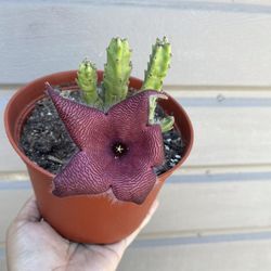 6” Stapelia Grandiflora