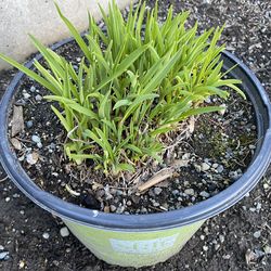 Daylily Stella D’Oro (yellow) - Mature Plant In 3 Gallon Pots