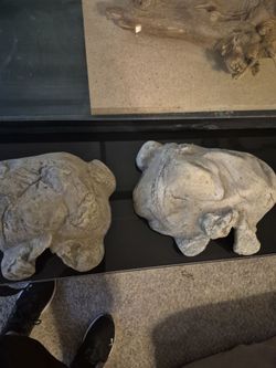 Reptile small sneaker lizard hides