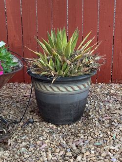 FREE - Potted Cactus Plants