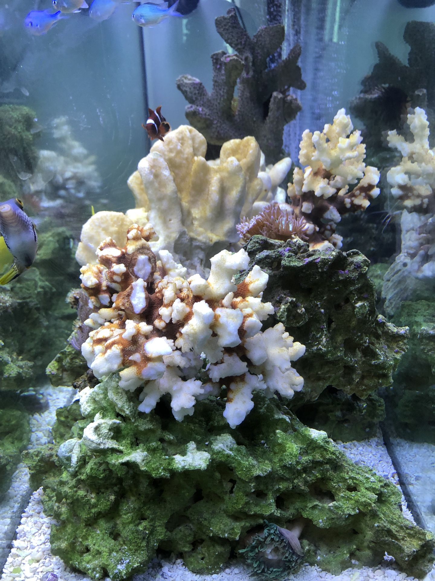 60! Gallon saltwater reef tank for Sale in Seattle, WA OfferUp