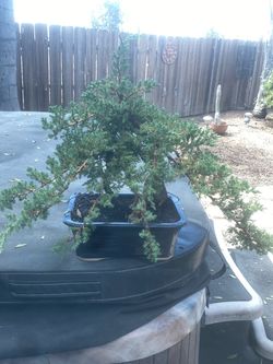 Bonsai plant for sale Japanese garden Juniper $120 Bonsai plant for sale Japanese garden Juniper $120