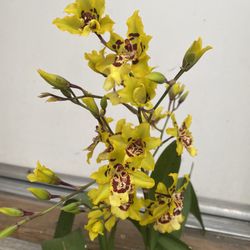 Wildcat Yellow King Orchid  Blooming Plant, In 1 Gallon Pot Pick Up Only