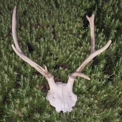 Small Elk Antlers