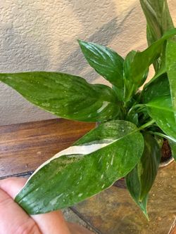 Live Variegated Peace Lilly Plant with Ceramic Pot (Please read full description)