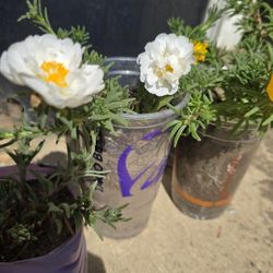Portulaca Plants 