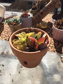 Group of colorful succulents in ceramic pot
