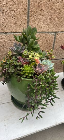 Succulent arrangement, arreglos de suculentas