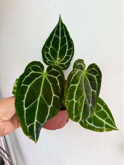 Plants (6”pot🌿Crystallinum Anthurium)