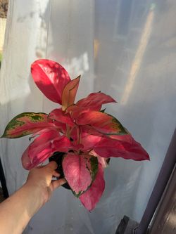 6” Aglaonema China red