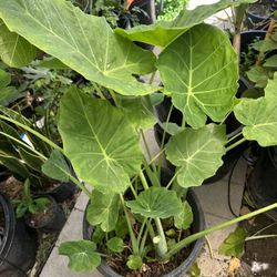 Edible Elephant Ear Plant