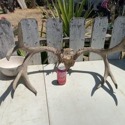 Antlers
