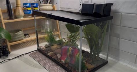 Aquarium  Come with filter and decoration