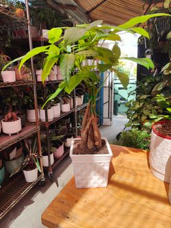 Money Trees