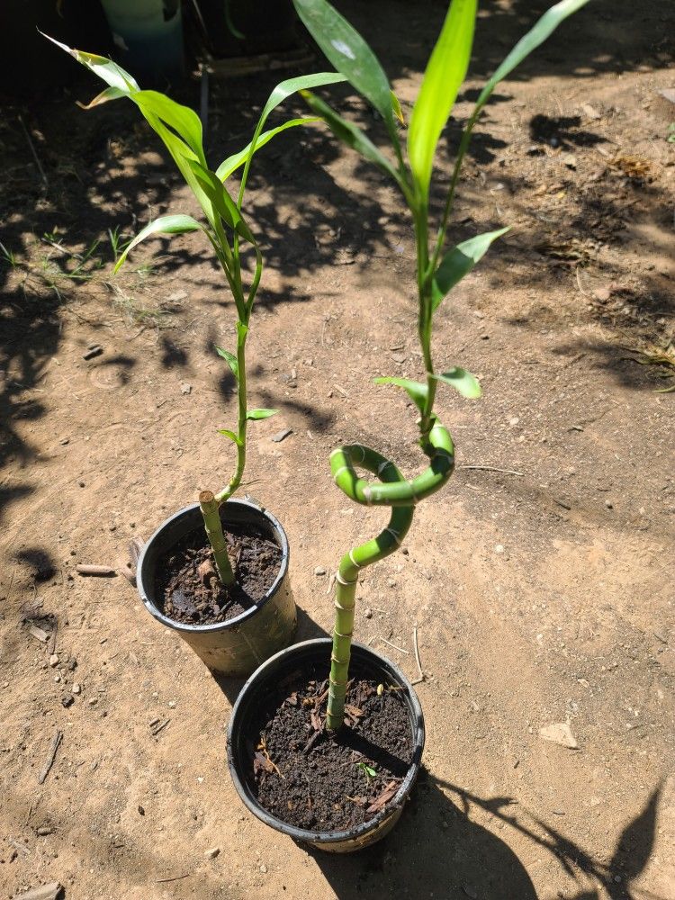 2 Lucky Bamboo Plants