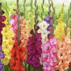 Gladiolus Plant Bulbs 🌺 Flowers