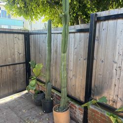 Tall Cactus For Sale