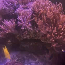 FAKE Pink Kenya tree Coral Trade Or Sell