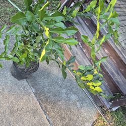 Kaffir Lime Plant
