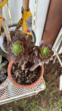 Potted succulent