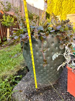 Large Planter Pot with Plants & Soil Included – 16" tall –
