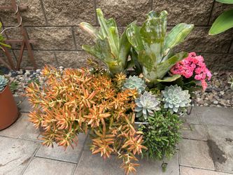 Assorted Succulent Plants