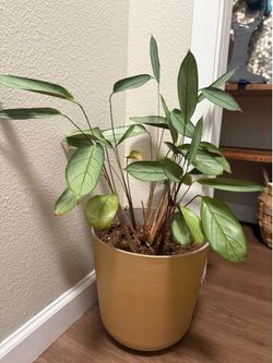 Never never plant