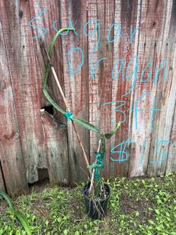 Sugar Dragon dragonfruit plants