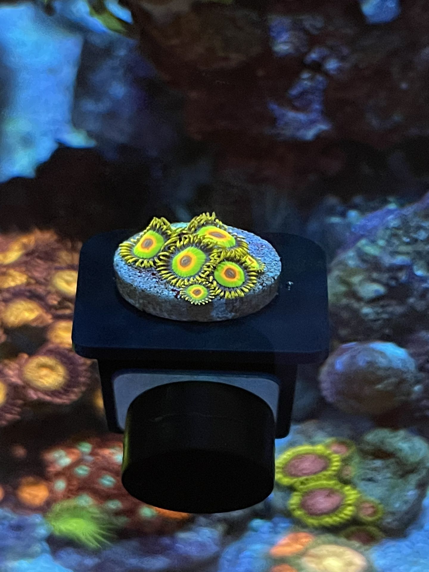 Rasta Zoanthid Frag