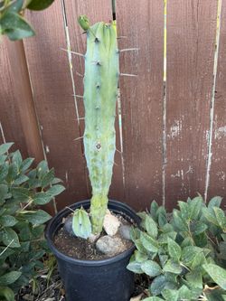 Cactus