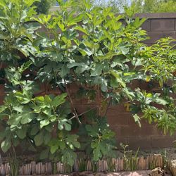 8 feet tall Fig Tree 