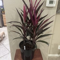 Different Varieties Of Cordyline “TI PLANT”