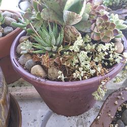 Beautiful succulents & Catus