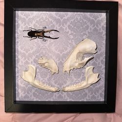 Taxidermy Framed Stag Beetle and Raccoon skull