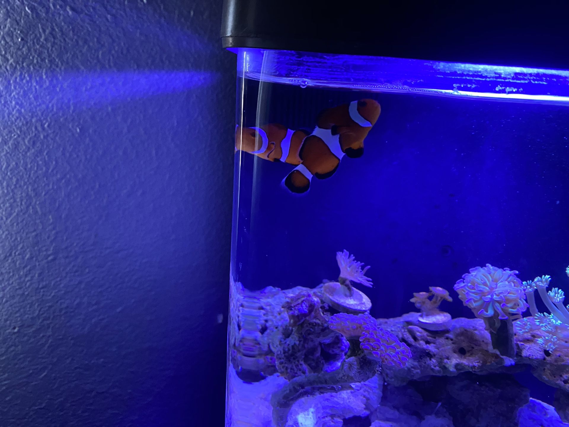 Clown fish tank
