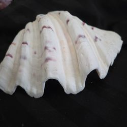 Hippopus Shell (,Strawberry, Bear Paw)