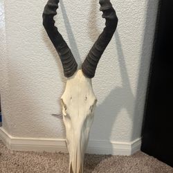 Decor Taxidermy Decorative Animal Skull 