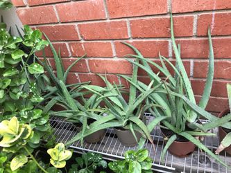 Aloe Vera
