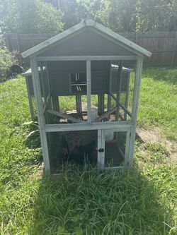 Chicken