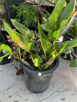 plants / plantas