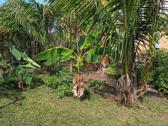Banana trees