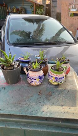 Plant with pots