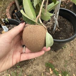 Thai Sapodilla Fruit Tree