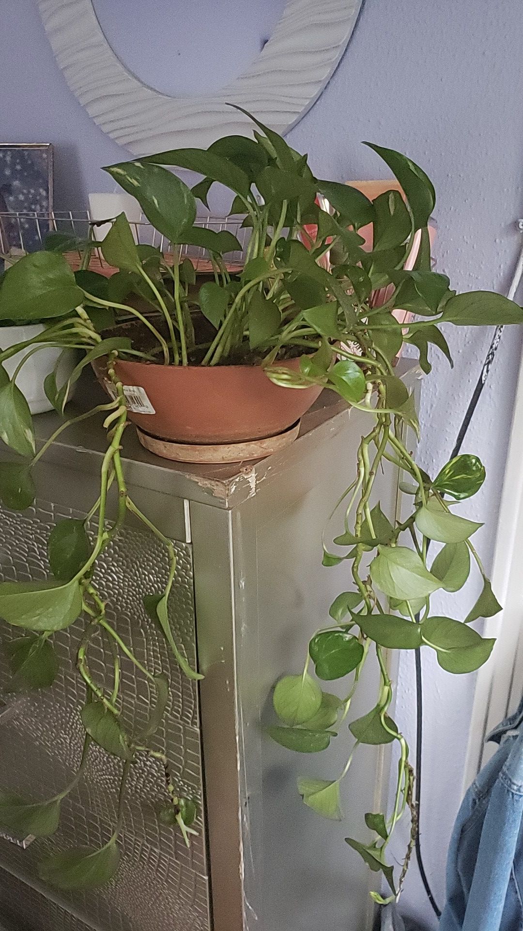 Golden Pothos Plant